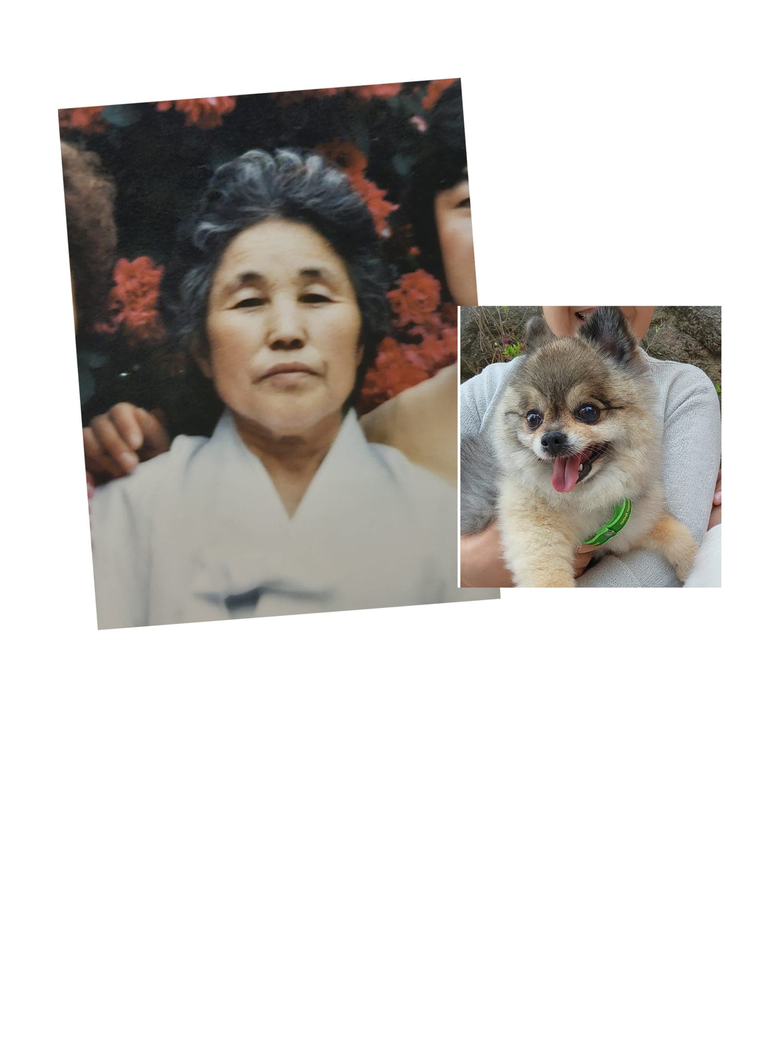 할머님과 반려견 합성 — 옛 한복 사진과 강아지를 한 자리로 6R — before